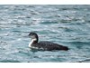 Photo of Common Loon - Gavia immer